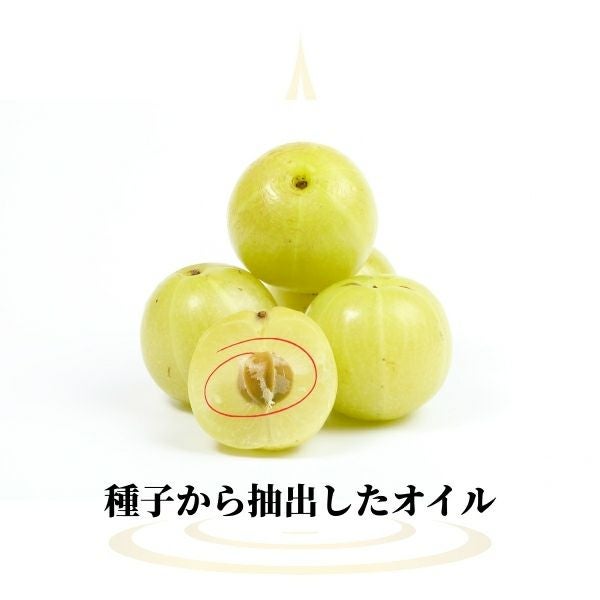 アーマラキーの種子から搾ったアムラオイル ☆無香料☆ アンマロク